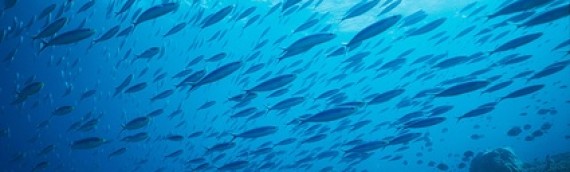 Marine Harvest, frischer Fisch für den Weltmarkt