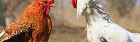 Chickenwings als Verkaufsschlager